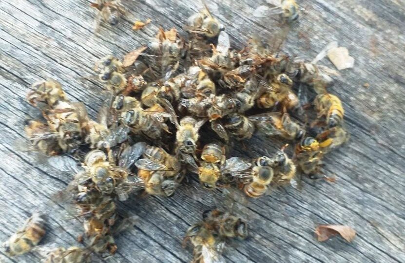 Mueren 200 colmenas de abejas en José María Morelos por presuntos químicos  – Yucatán a la mano