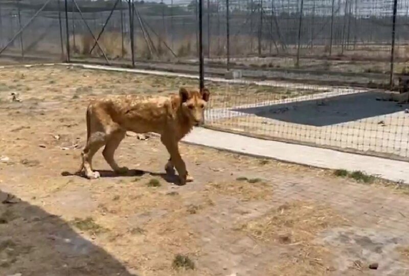 Arturo Islas denuncia maltrato en refugio de leones y tigres en CDMX; «se  comen su cola» – Yucatán a la mano