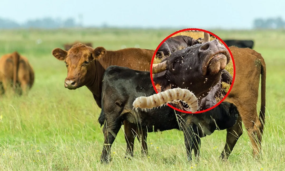 Casos de gusano barrenador en Yucatán son atendidos